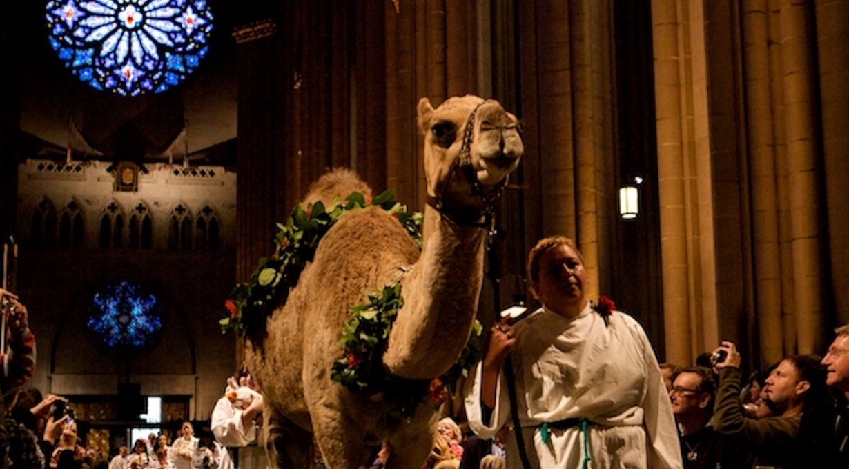 The Procession of Animals Returns to the Cathedral's Feast of St. Francis Celebrations