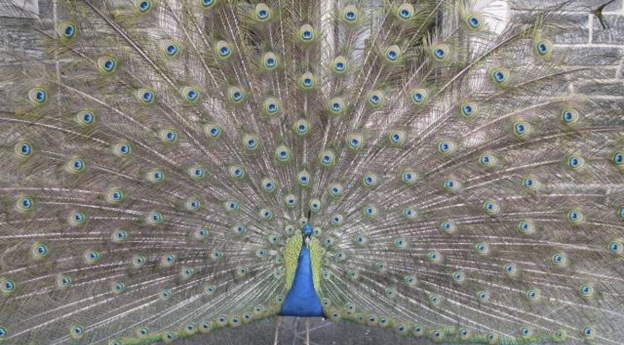 Cathedral Carnival for Kids and Farewell to Our Feathered Friends
